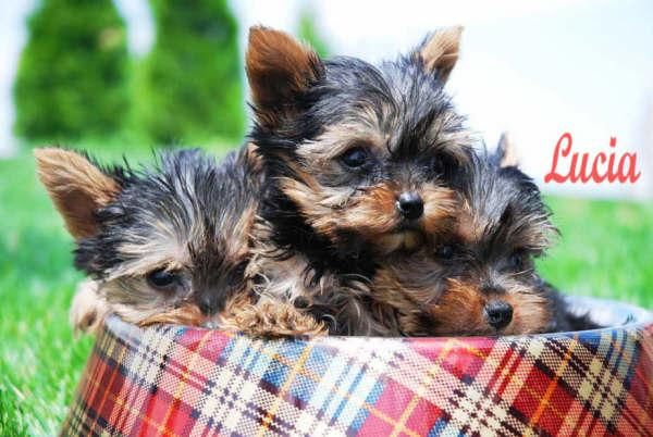 Yorkshire, excelentes cachorros