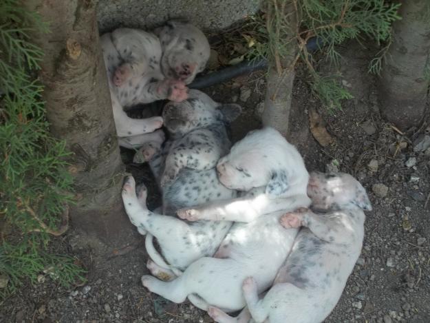 Cachorros de dálmata