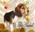¡Cachorros de Beagle, muy buen precio! - mejor precio | unprecio.es