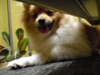 excelente hembrita de lulu pomerania mini bicolor . - mejor precio | unprecio.es