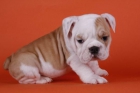 Hadican es una empresa la cual se dedica a la venta de cachorros de diferentes razas, siempre ofreciendo la mayor calida - mejor precio | unprecio.es