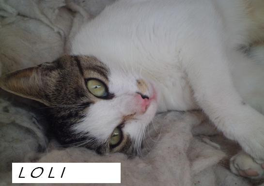 Loli, lukas y mila 3 encantos de gatos en adopción