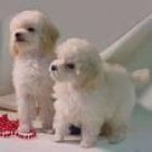 mini encantadora cachorros poodle gratis - mejor precio | unprecio.es