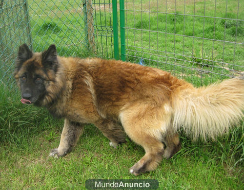 pastor del cáucaso adopción urgente