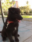 PERRO PASTOR BELGA VALENCIA - mejor precio | unprecio.es