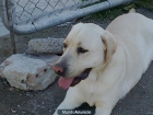 REGALO PERRO LABRADOR POR NO PODER ATENDER - mejor precio | unprecio.es