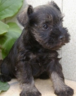 schnauzer miniatura sal y pimienta 450€, con pedigree - mejor precio | unprecio.es