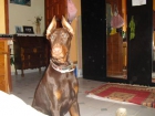 se ofreze doberman para monta - mejor precio | unprecio.es