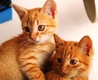 Si buscas un amigo fiel, Adopta un gato...Asoc. GATA - mejor precio | unprecio.es