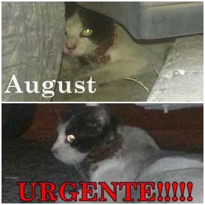 August, vive debajo de un coche y está herido. urgente!!! cordoba