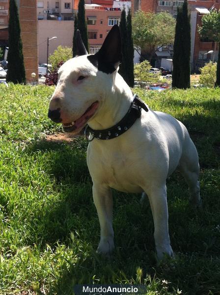 bull terier para montas