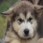 Cachorros de Alaskan Malamute - mejor precio | unprecio.es