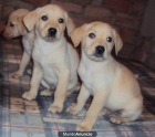 CACHORROS DE LABRADORES AMARILLOS - mejor precio | unprecio.es