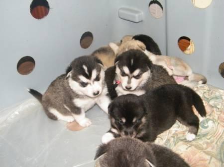 lindos peques de alaska malamute para adopcion