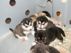 lindos peques de alaska malamute para adopcion - mejor precio | unprecio.es