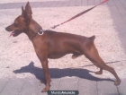 Pinscher para montas - mejor precio | unprecio.es