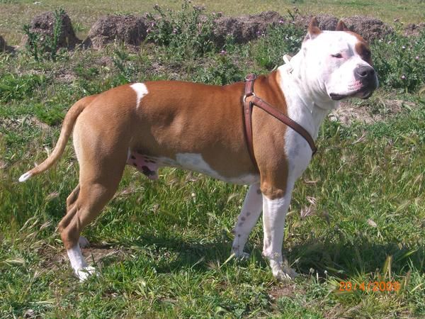 se venden american staffordshire terrier,nietos de campeon de españa,disponibles 2 machos..el precio anda sobre 200 euro