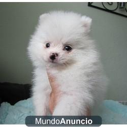 Tengos cachorros pomerania sur adopcion