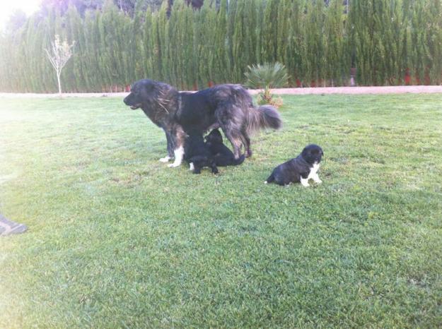 Ultimos cachorros de pastor del caucaso