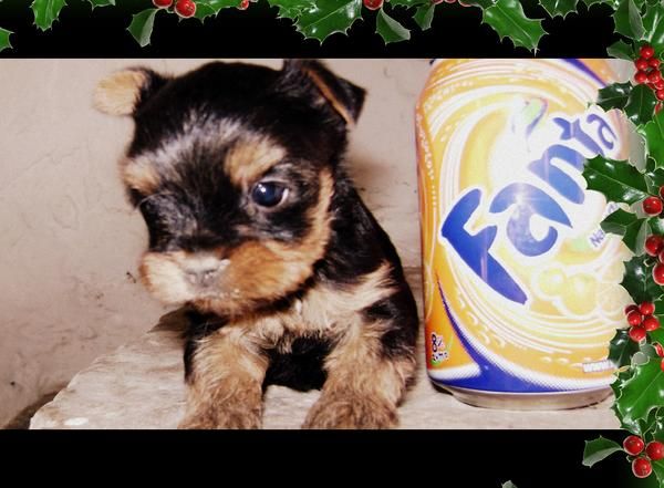 Venta de yorkshire!!