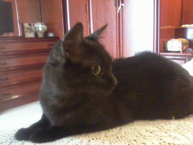 URGENTE DAR EN ADOPCIÓN MIS GATITAS