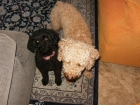 -- CANICHE y CANICHE TOY - MAGGIE y ZAN - mejor precio | unprecio.es