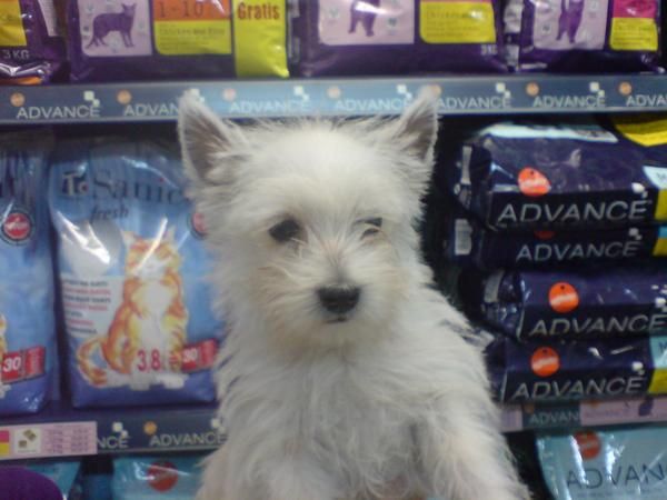 CACHORRITOS DE WESTY, 500 EUROS