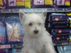 CACHORRITOS DE WESTY, 500 EUROS - mejor precio | unprecio.es