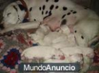 Cachorros de Dalmatas con 2 meses, hay para elegir y con documentacion en mano - mejor precio | unprecio.es