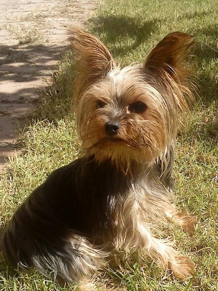 cruzar a mi perrita yorkshire terrier Toy