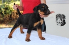 Excelentes cachorros de rottweiler - mejor precio | unprecio.es