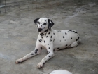 SE OFRECE DALMATA PARA MONTAS CON ESPERIENCIA - mejor precio | unprecio.es
