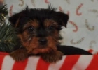 Yorkshire Terrier mini toys200eur - mejor precio | unprecio.es