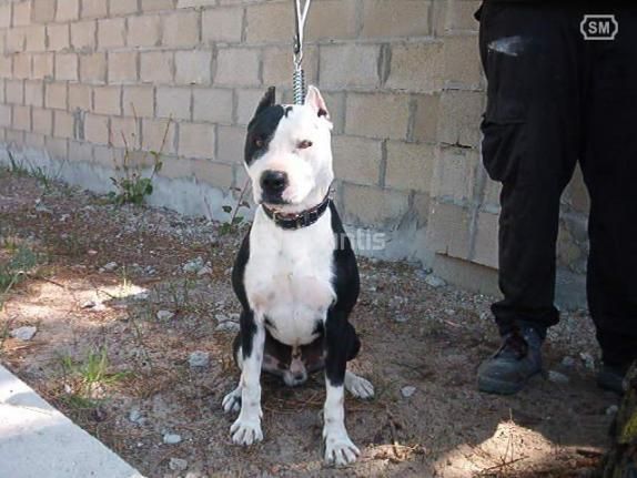 American pit bull terrier con pedigree