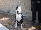 American pit bull terrier con pedigree - mejor precio | unprecio.es