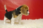 beagle, excelente calidad,  ( tricolores ) - mejor precio | unprecio.es
