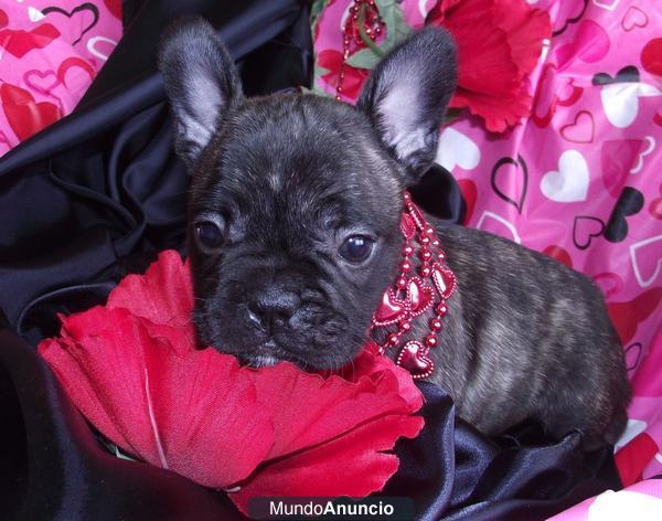 Bulldog Frances de varios colores