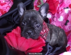 Bulldog Frances de varios colores - mejor precio | unprecio.es