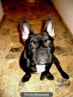 bulldog frances para montas - mejor precio | unprecio.es