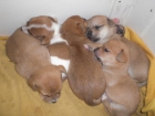 Cachorros cruce Jack Russell en adopcion - mejor precio | unprecio.es