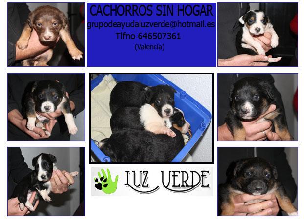 Cachorros en busqueda de hogar