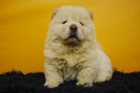 camada de chow chow, calidad en nuestros cachorros - mejor precio | unprecio.es