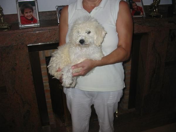 Caniches enanos,blancos y apricot,cachorros.