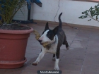 Vendo Bull terrier de 8 meses - mejor precio | unprecio.es