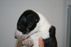 bull terrier - mejor precio | unprecio.es