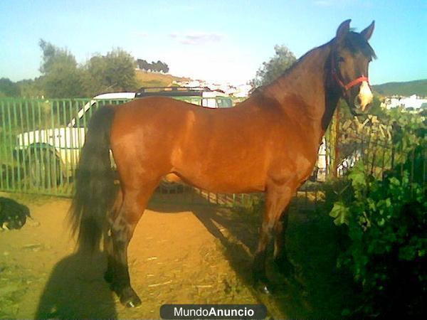 CABALLO P.R.E NOBLE