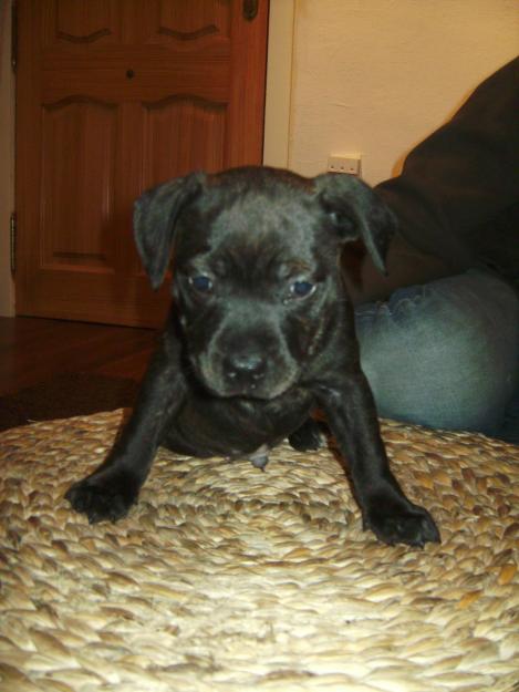 cachorro staffordsshire bull terrier