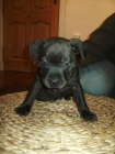 cachorro staffordsshire bull terrier - mejor precio | unprecio.es