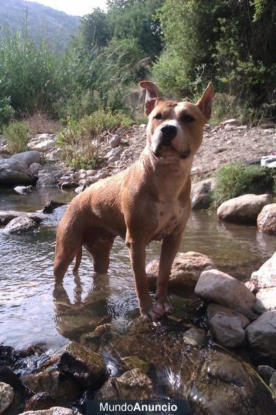 cachorros de american stafford