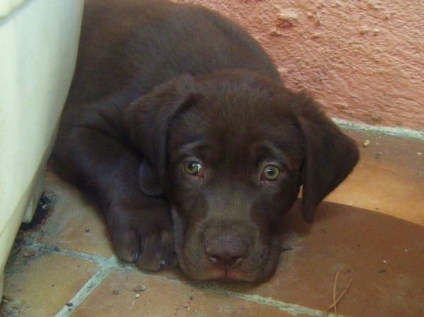 Cachorros Labrador Chocolate